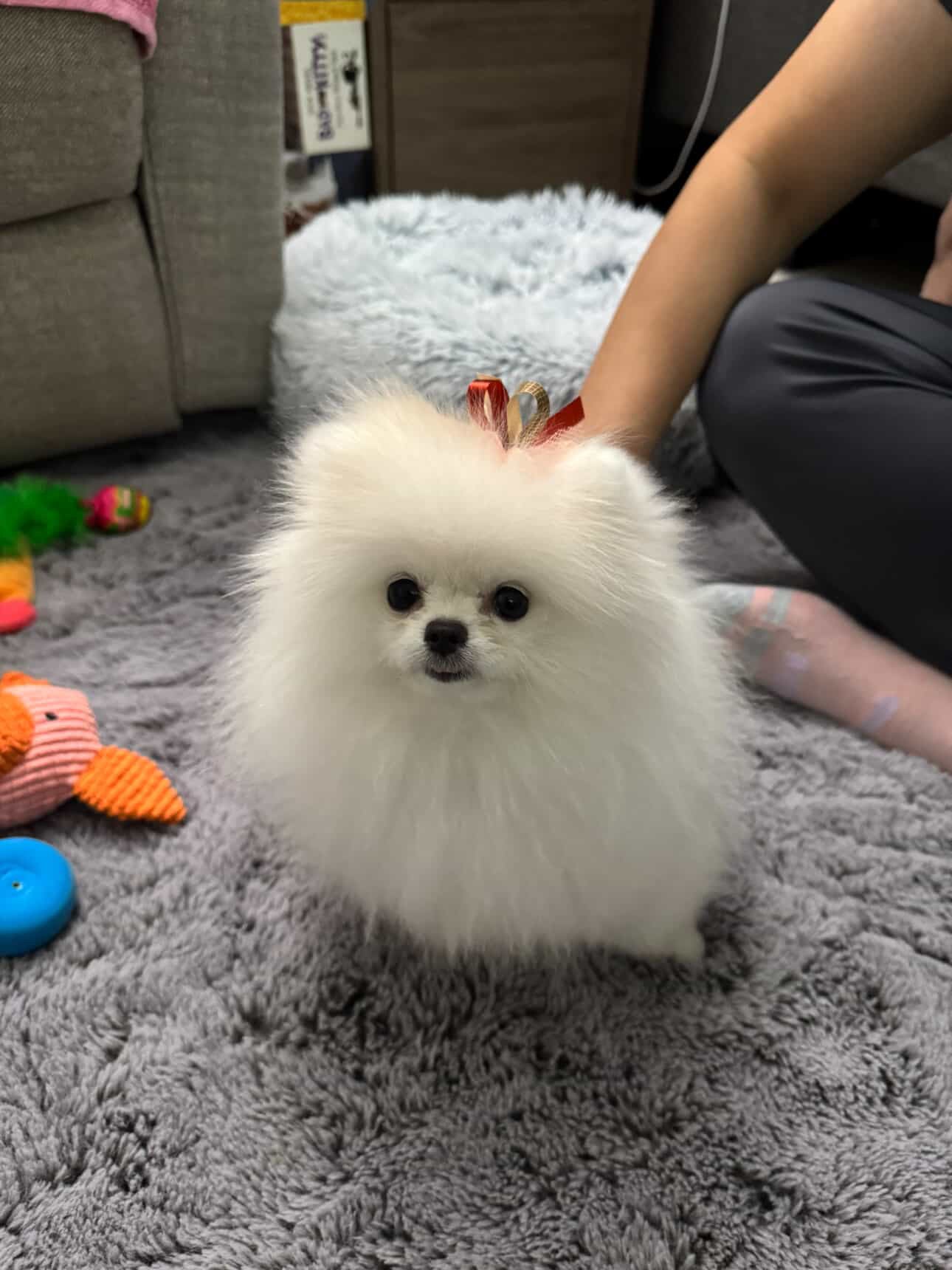 POMERANIAN, ALOHA TEACUP PUPPIES