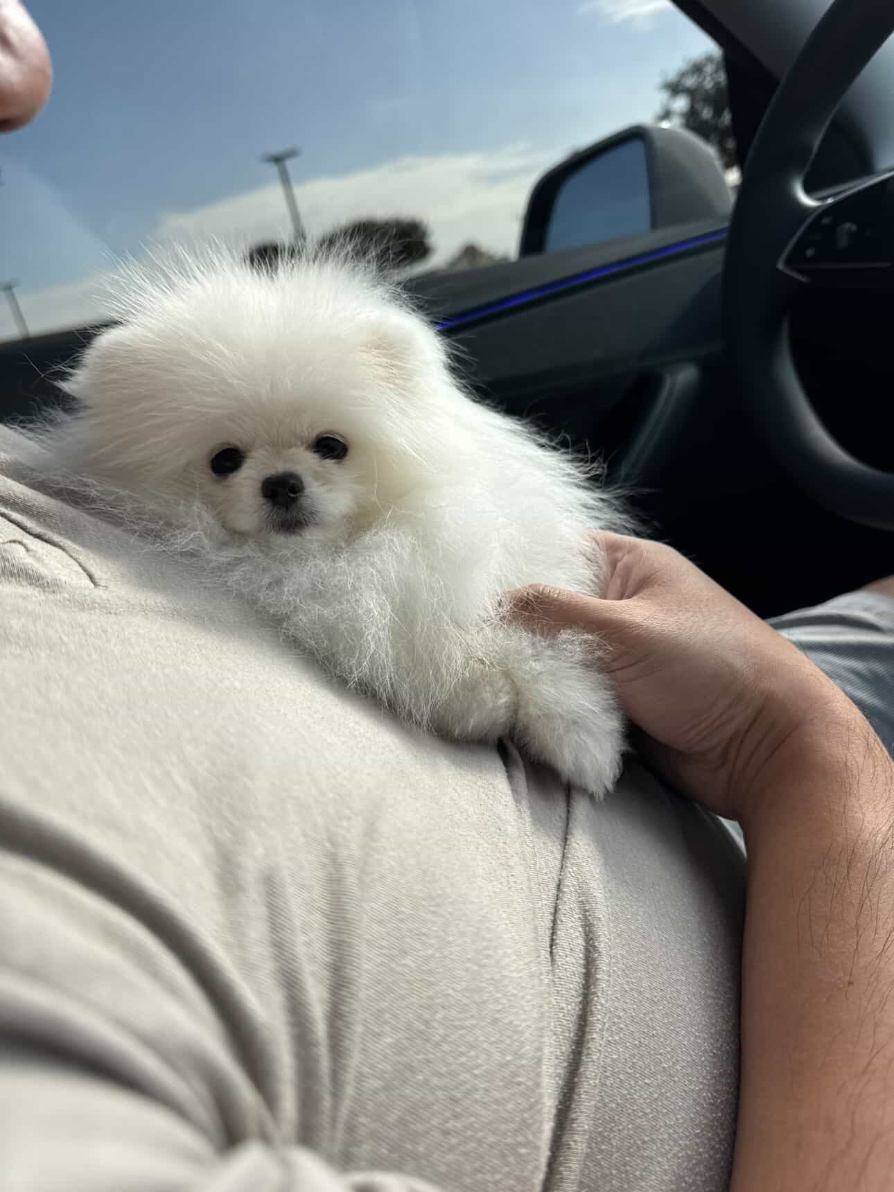 POMERANIAN, ALOHA TEACUP PUPPIES
