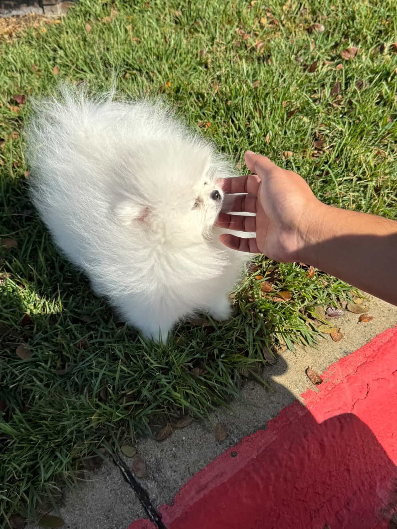 POMERANIAN, ALOHA TEACUP PUPPIES