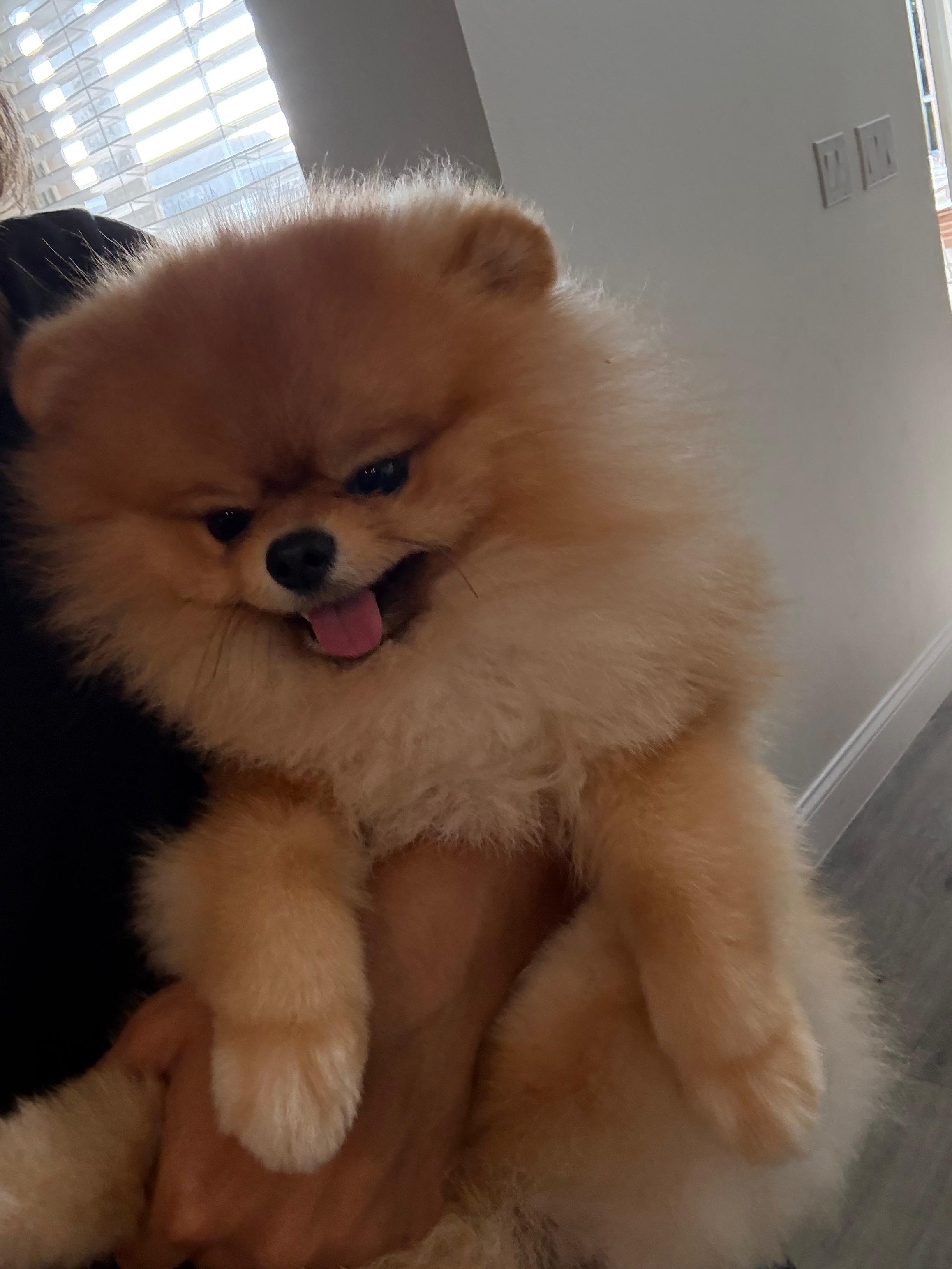 POMERANIAN, ALOHA TEACUP PUPPIES