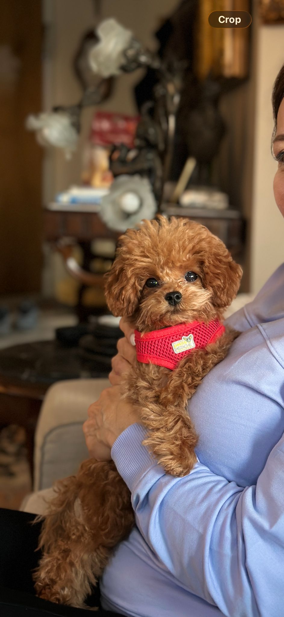 POODLE, ALOHA TEACUP PUPPIES