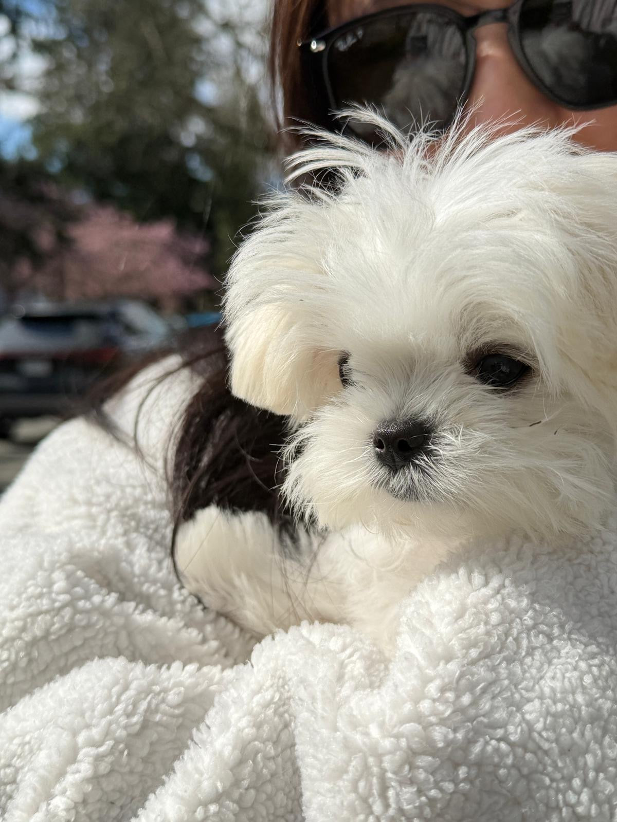 MALTESE, ALOHA TEACUP PUPPIES