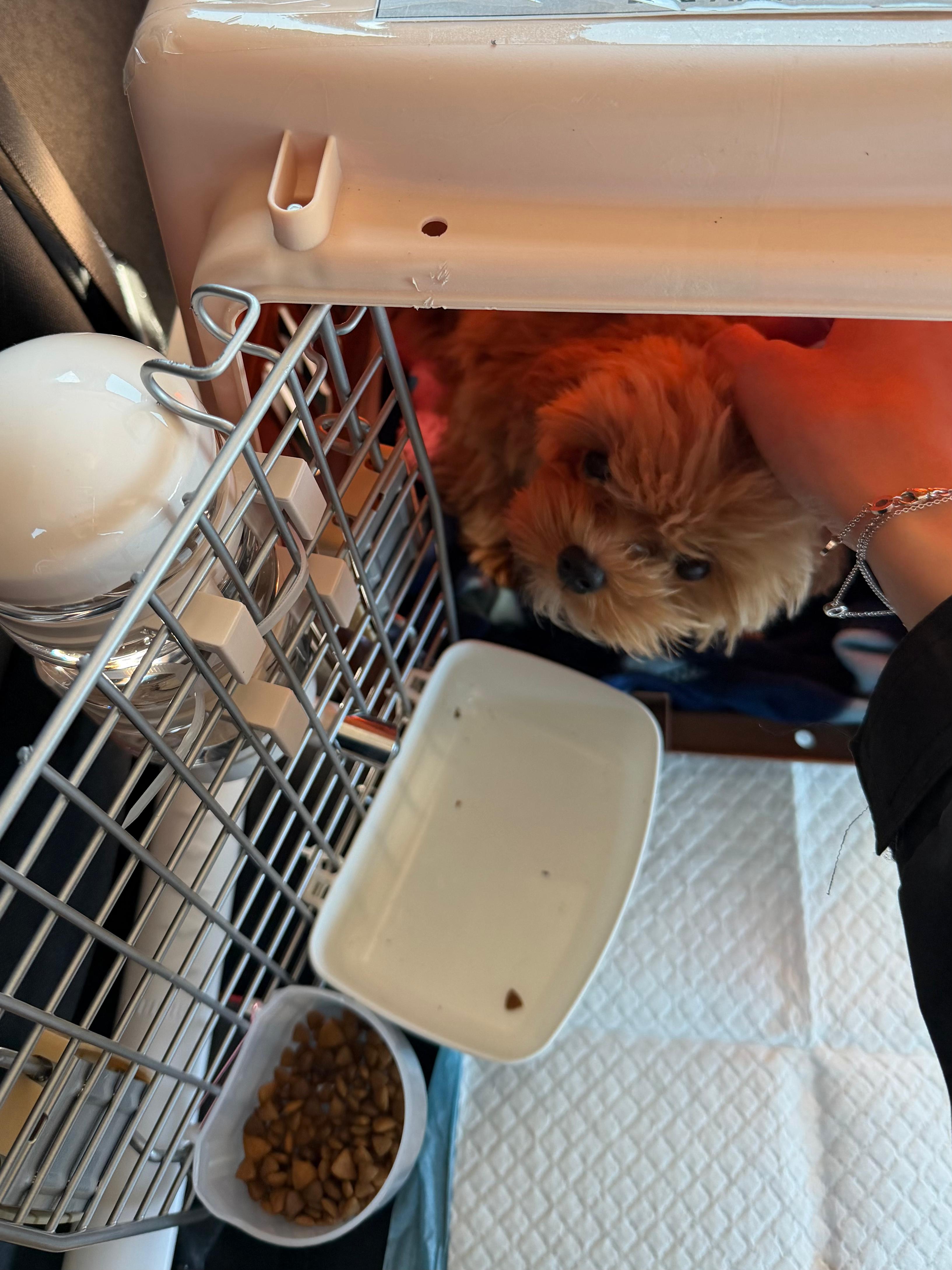 MALTIPOO, ALOHA TEACUP PUPPIES