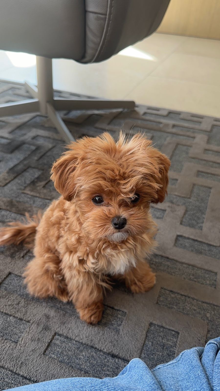 MALTIPOO, ALOHA TEACUP PUPPIES