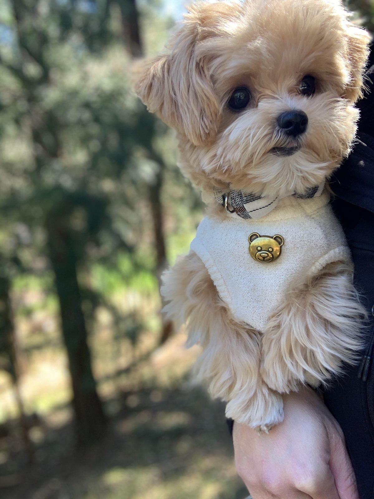 MALITPOO, ALOHA TEACUP PUPPIES
