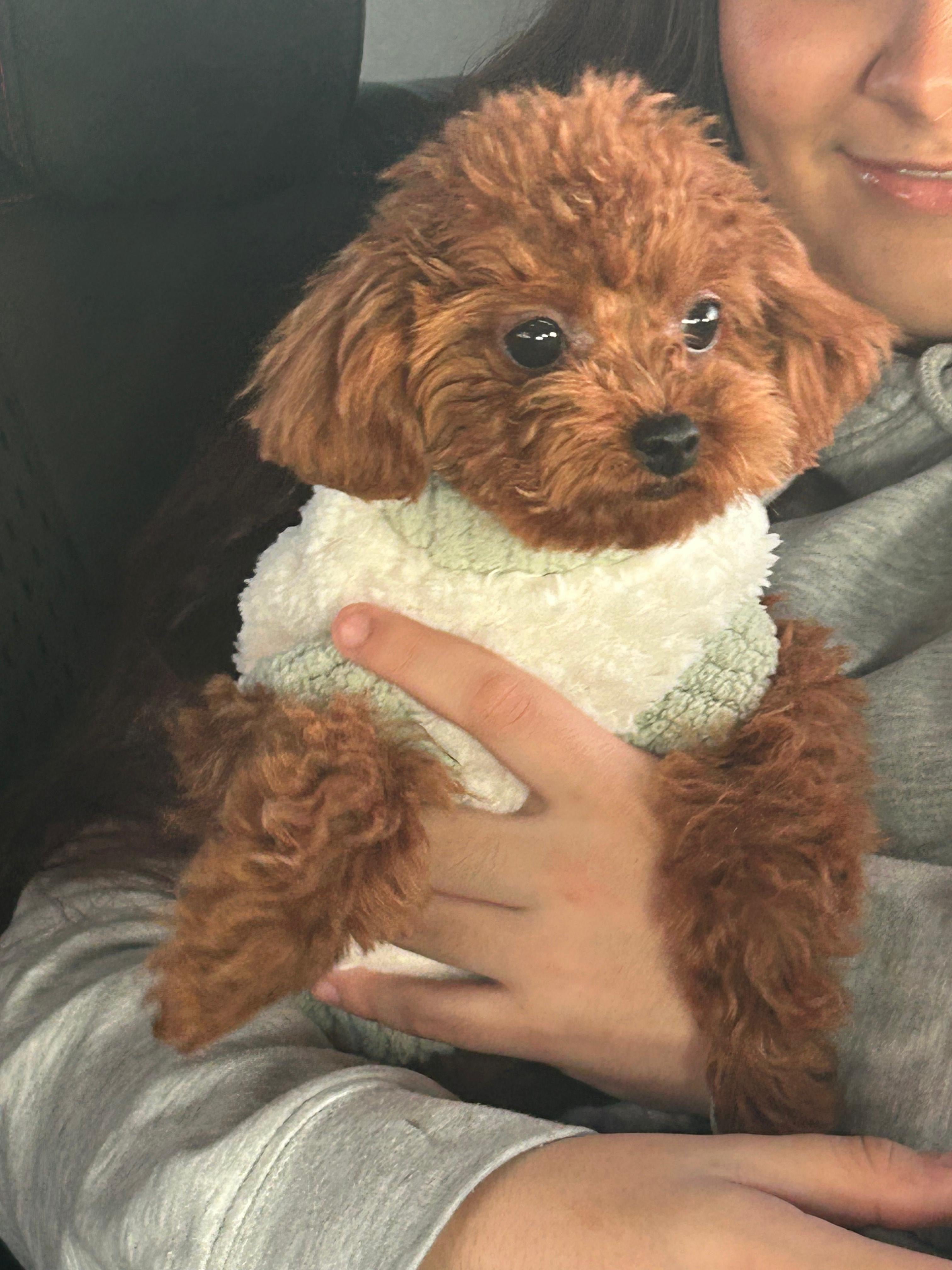 POODLE, ALOHA TEACUP PUPPIES
