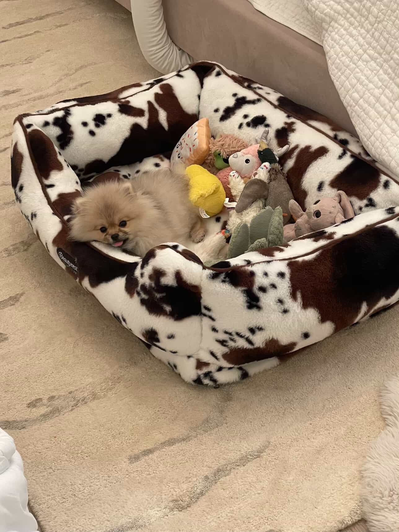 POMERANIAN, ALOHA TEACUP PUPPIES