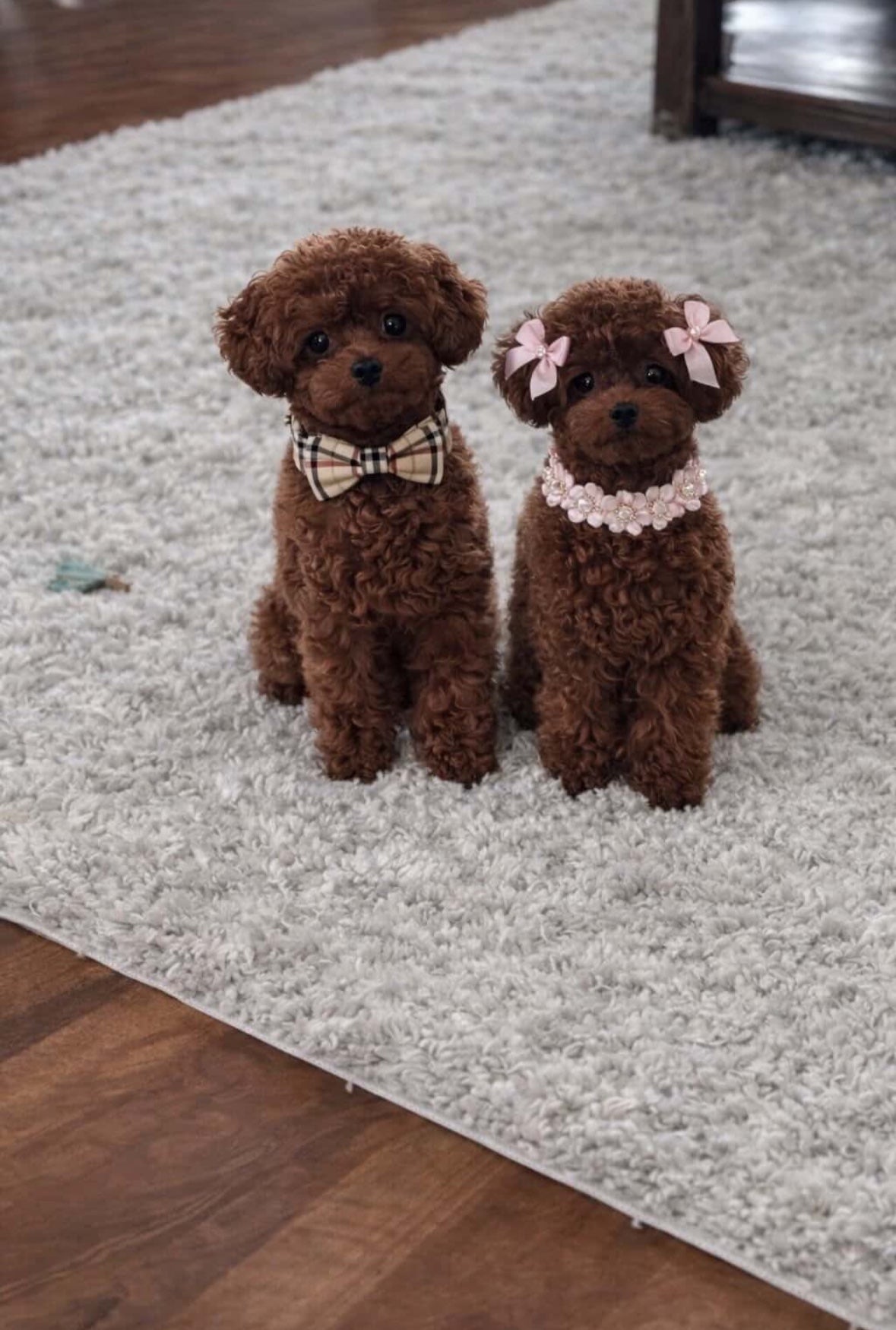 POODLE, ALOHA TEACUP PUPPIES