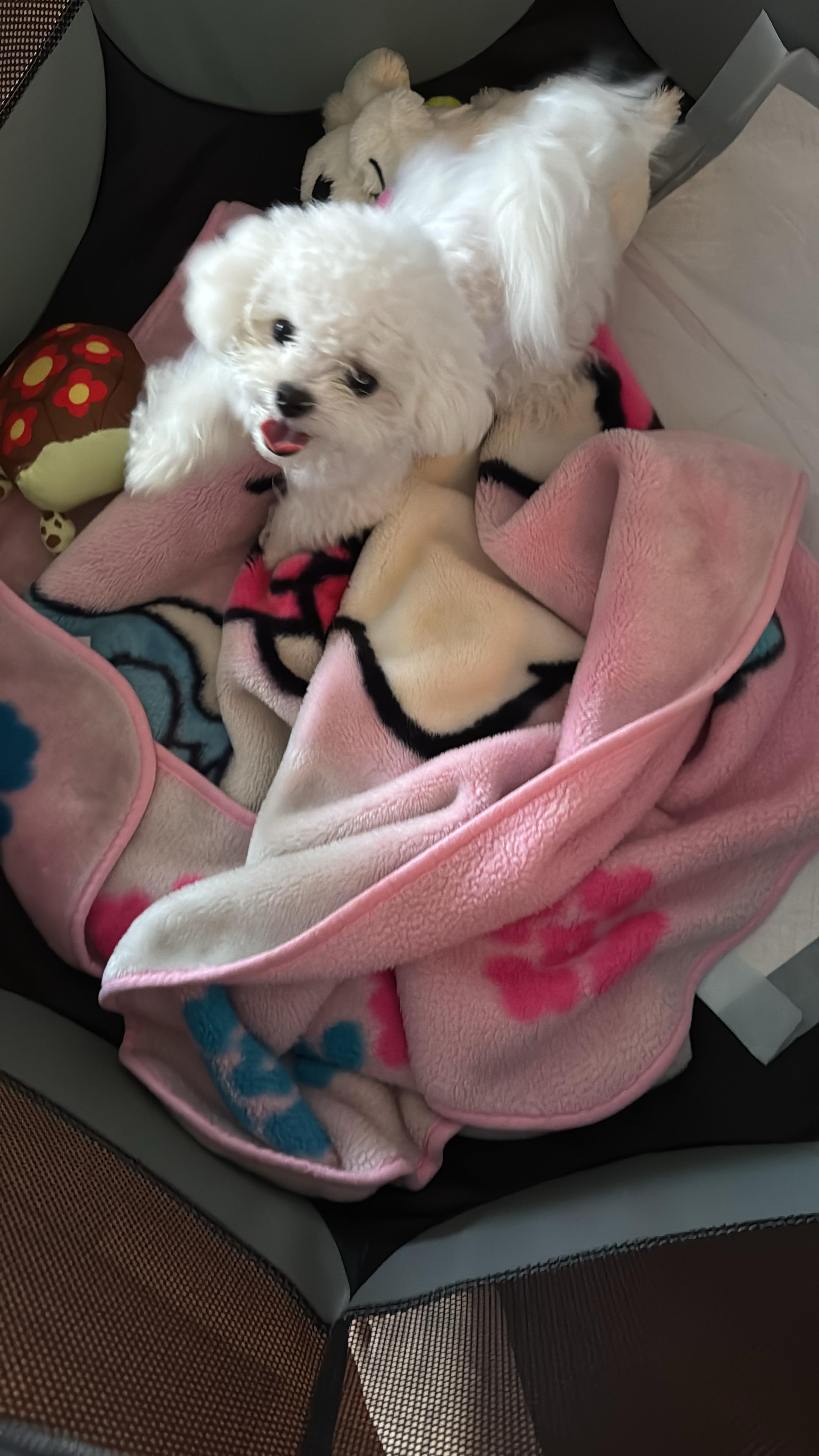 BICHON, ALOHA TEACUP PUPPIES