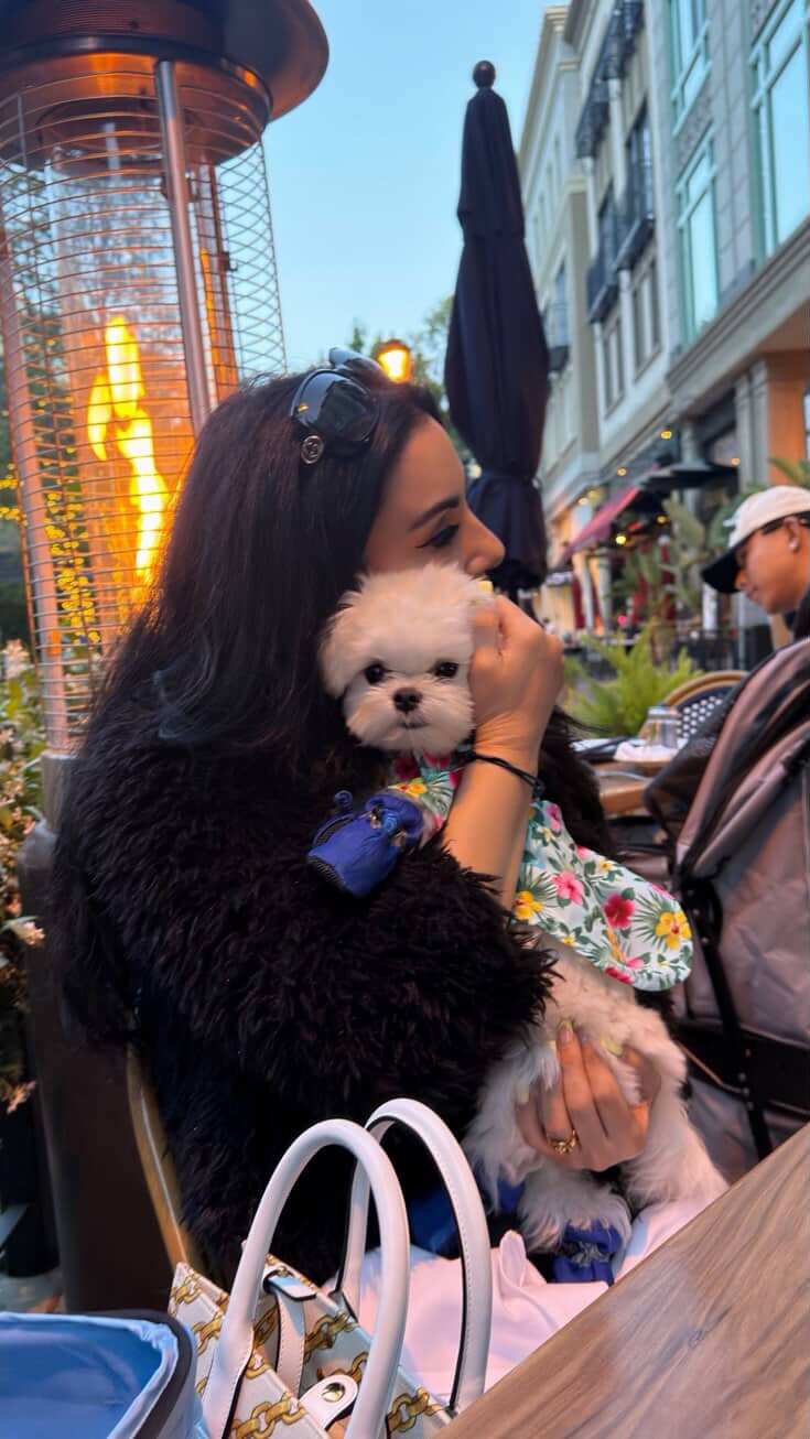 MALTESE, ALOHA TEACUP PUPPIES