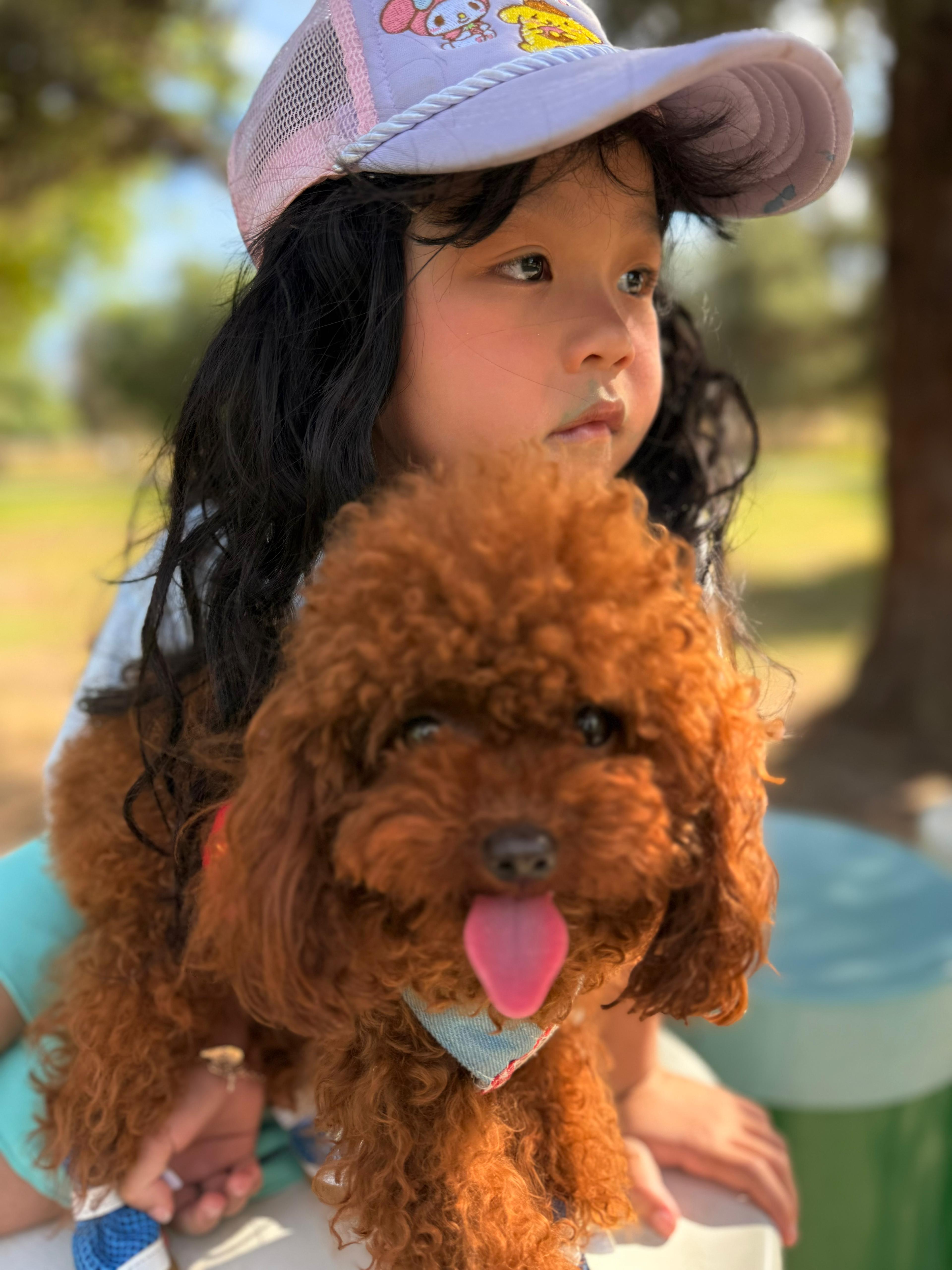 POODLE, ALOHA TEACUP PUPPIES