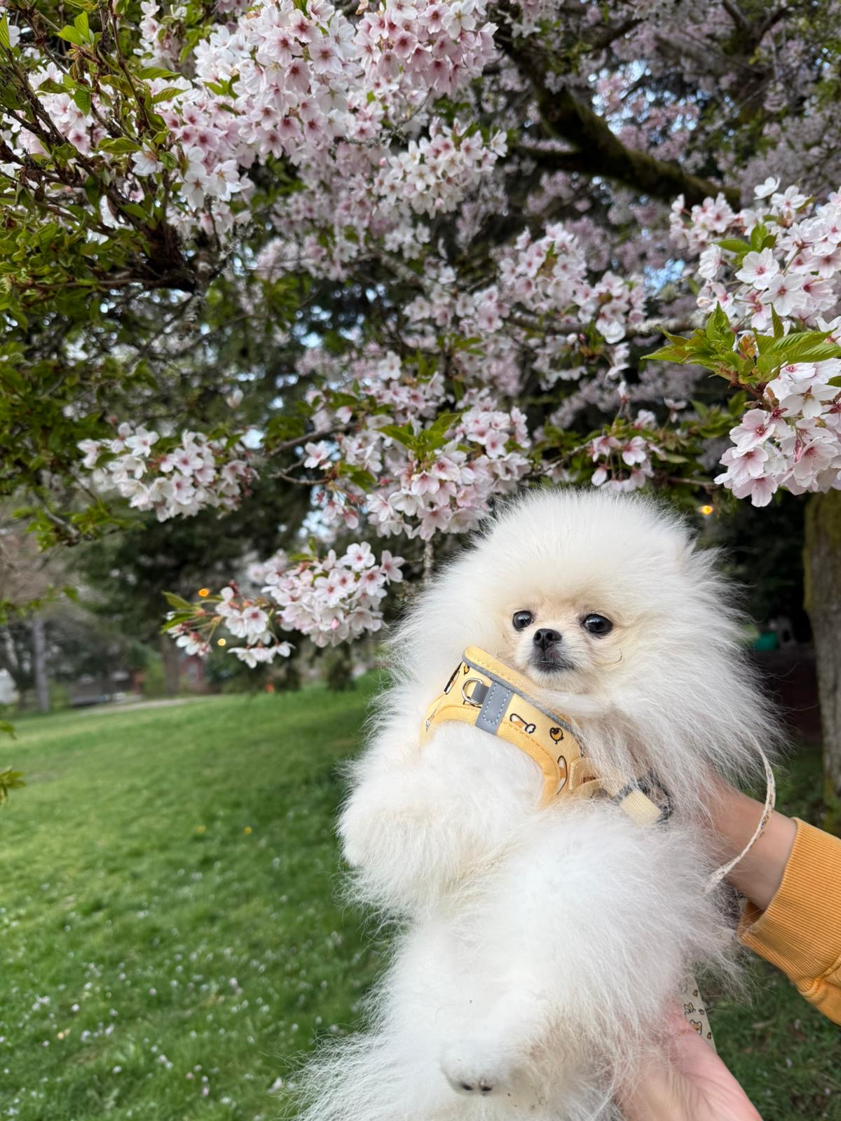 POMERANIAN, ALOHA TEACUP PUPPIES