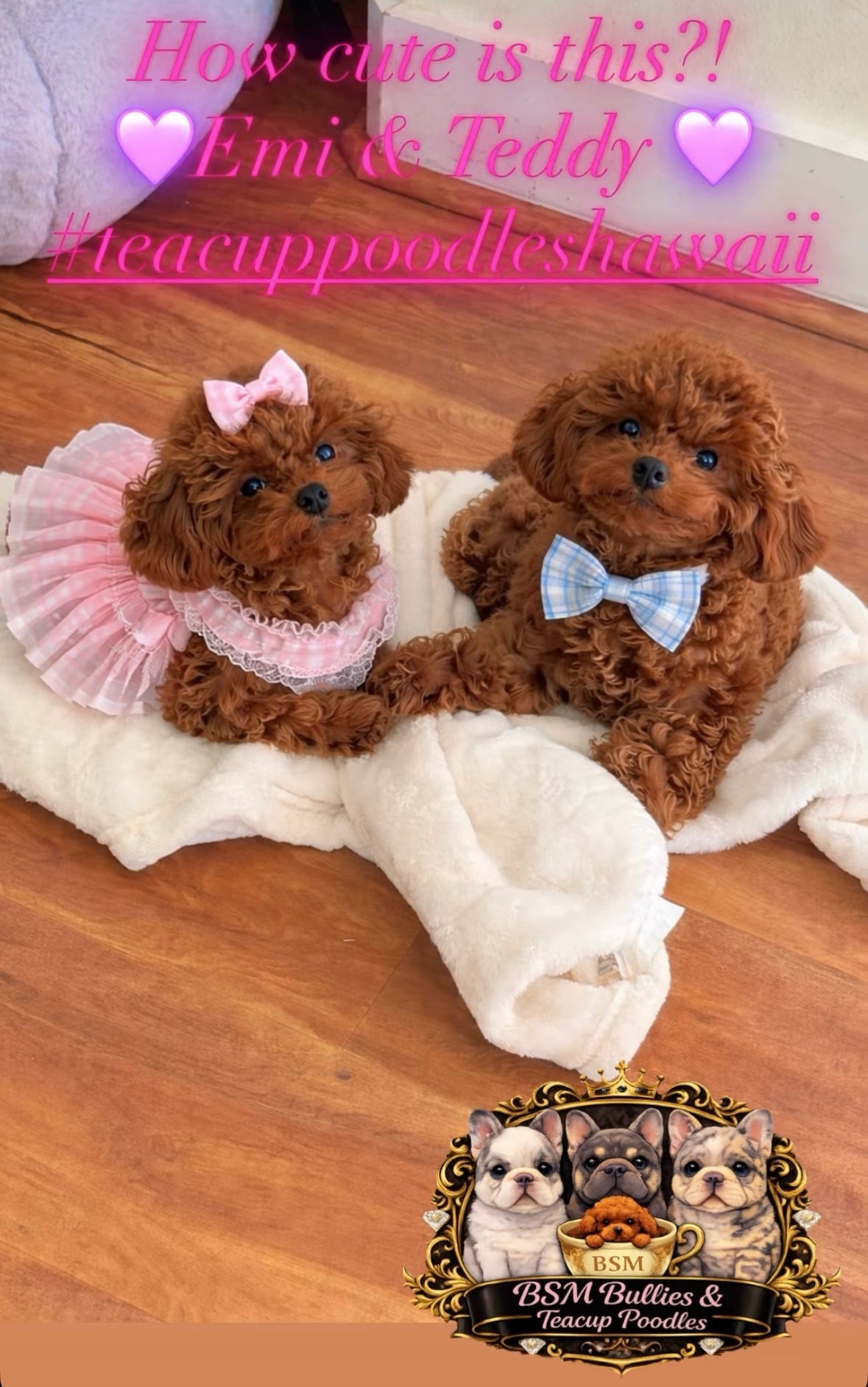 POODLE, ALOHA TEACUP PUPPIES