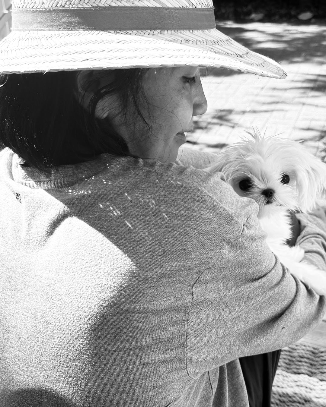MALTESE, ALOHA TEACUP PUPPIES