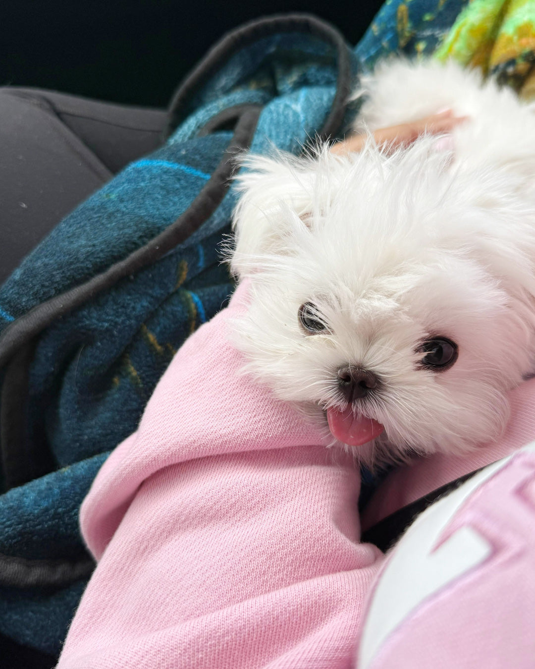 MALTESE, ALOHA TEACUP PUPPIES