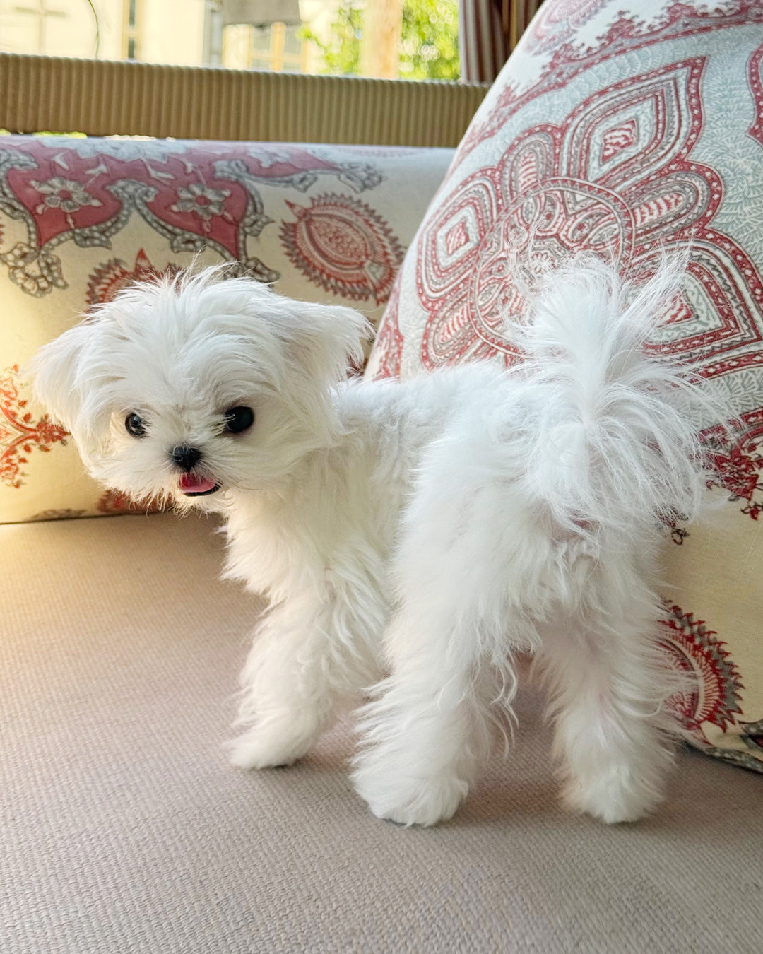 MALTESE, ALOHA TEACUP PUPPIES