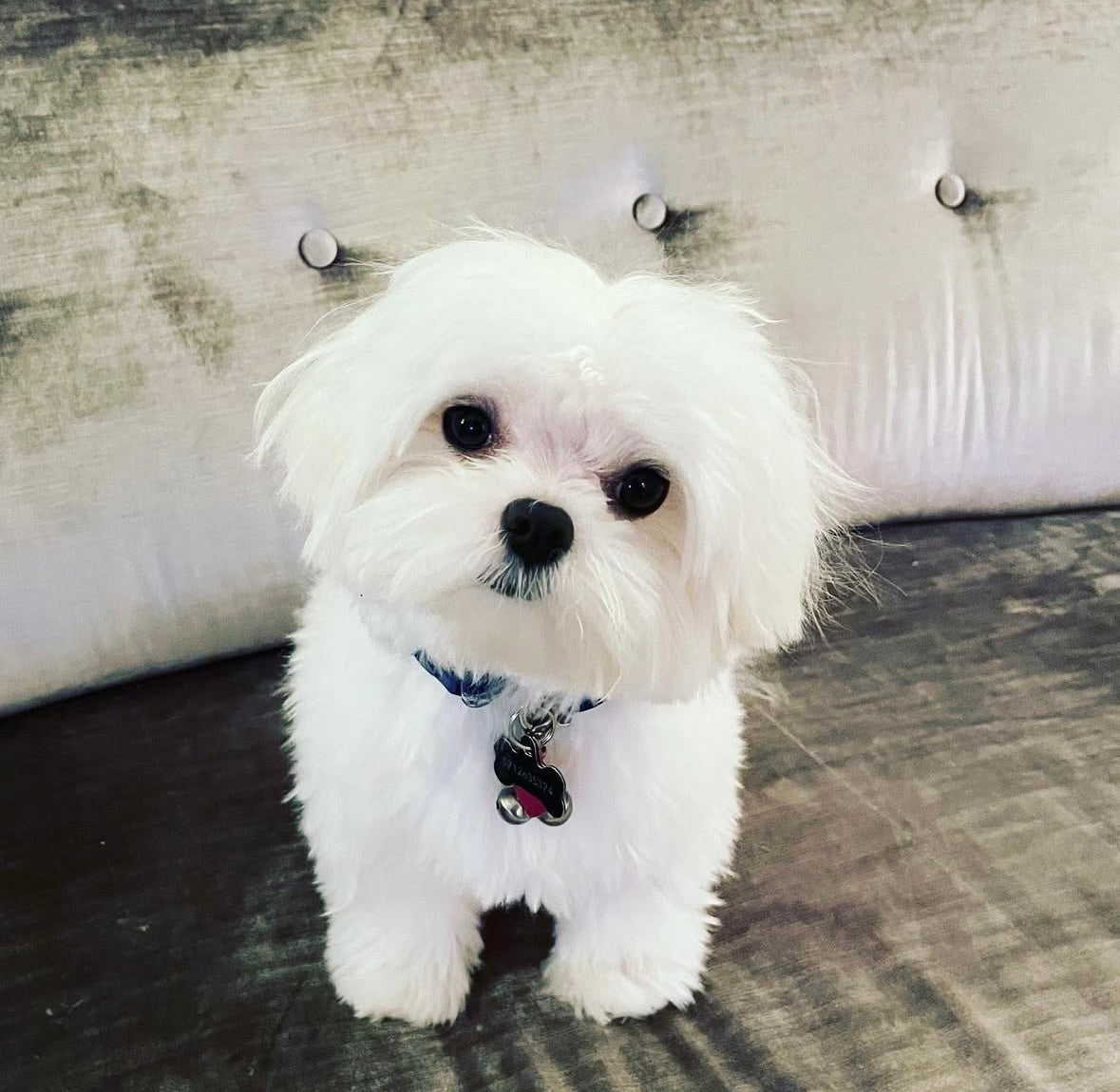 MALTESE, ALOHA TEACUP PUPPIES