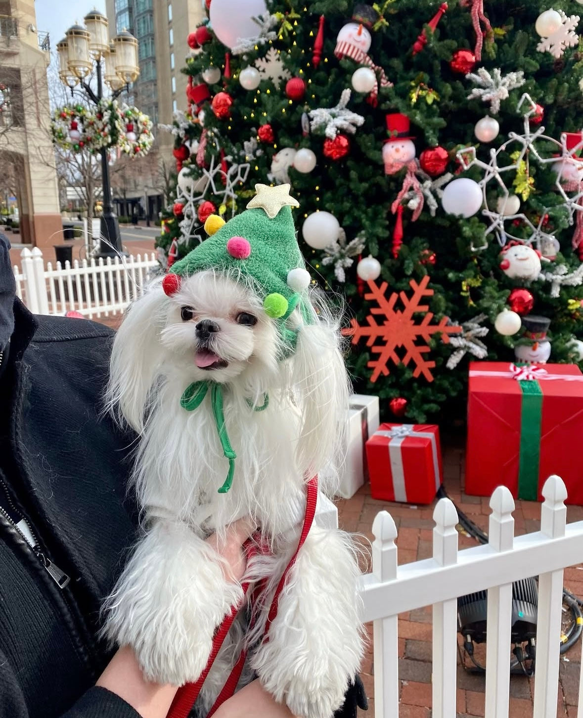 MALTESE, ALOHA TEACUP PUPPIES