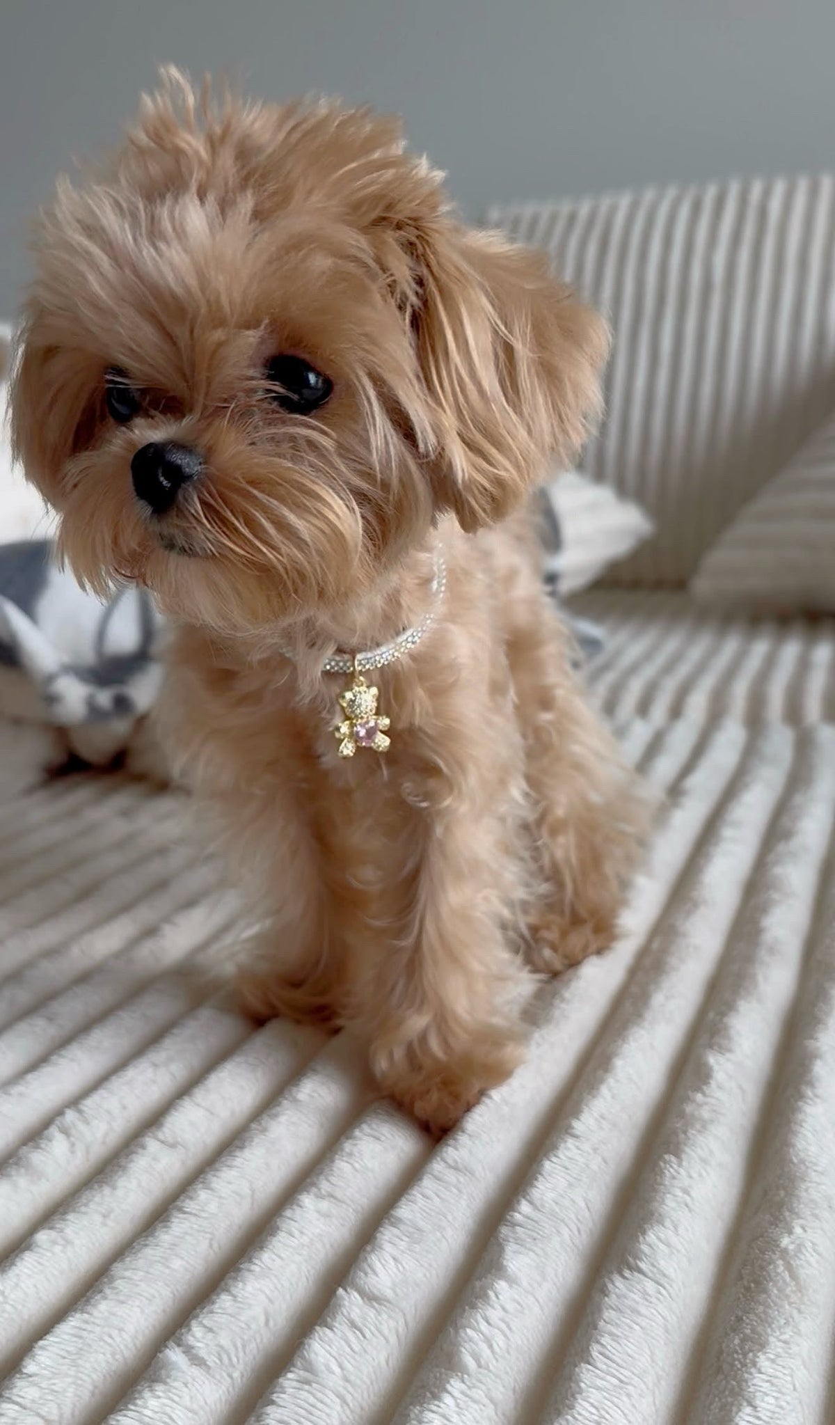 MALTIPOO, ALOHA TEACUP PUPPIES