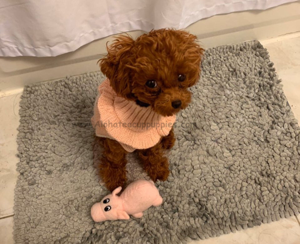 RUBY, ALOHA TEACUP PUPPIES