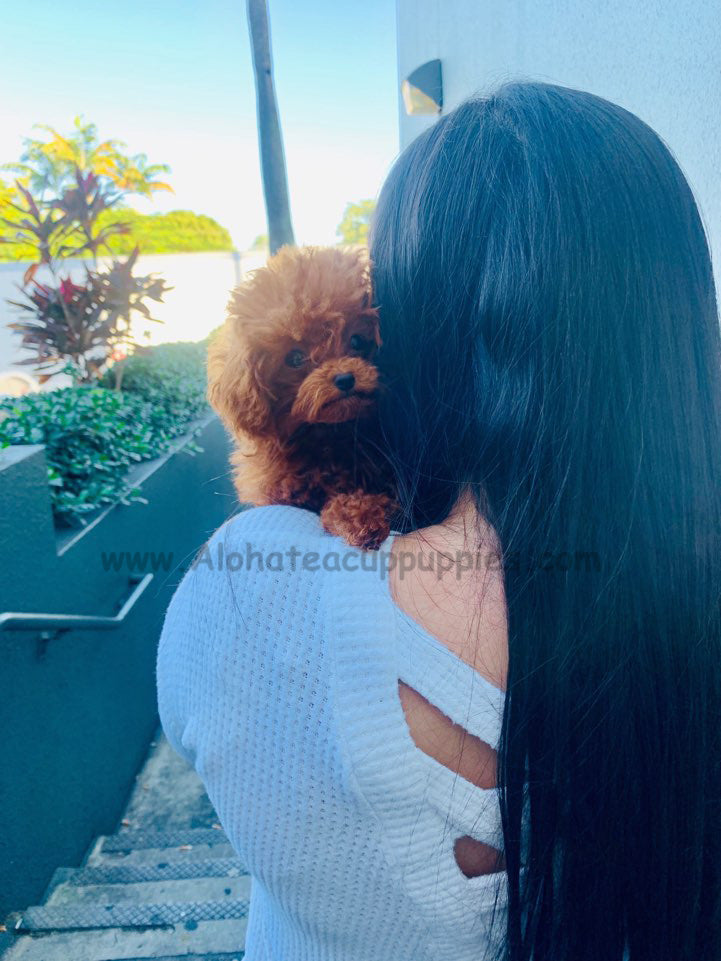 RUBY, ALOHA TEACUP PUPPIES
