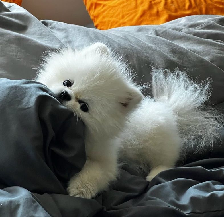 POMERANIAN, ALOHA TEACUP PUPPIES