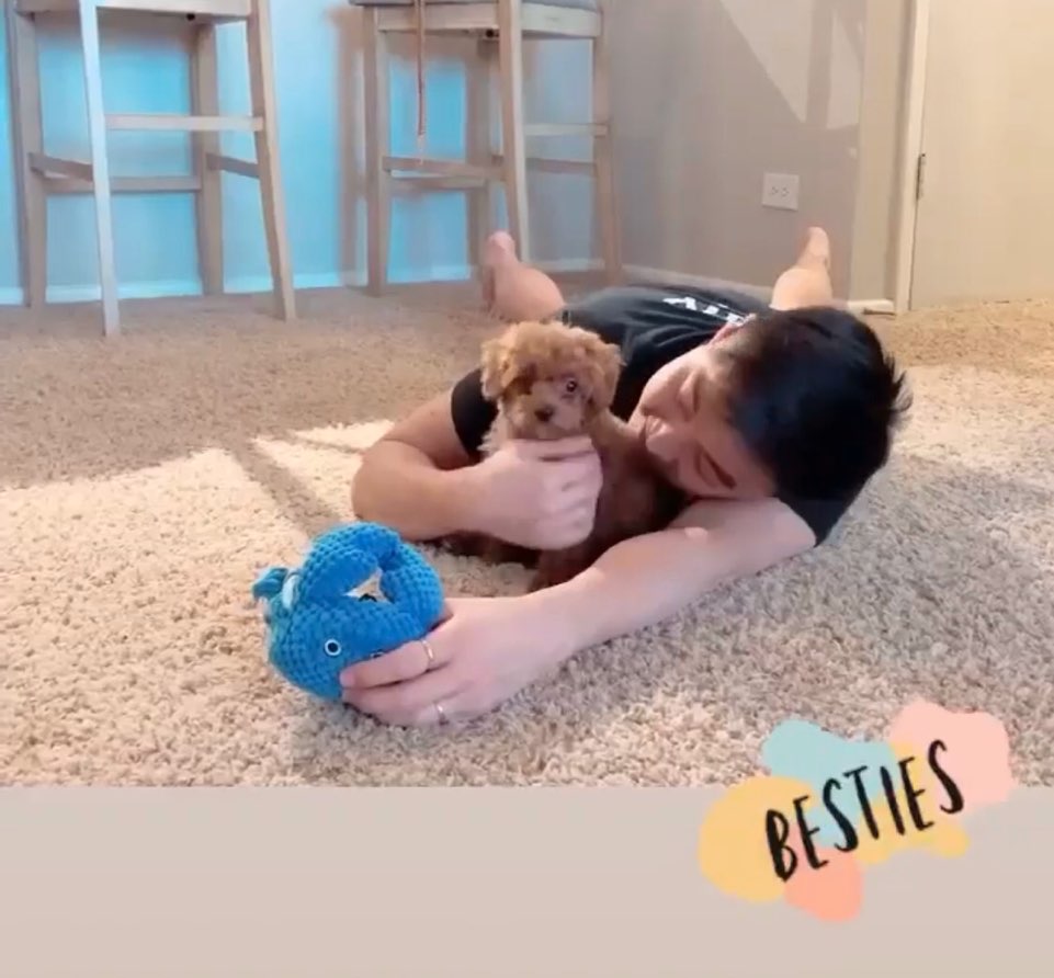 HERSHY, ALOHA TEACUP PUPPIES