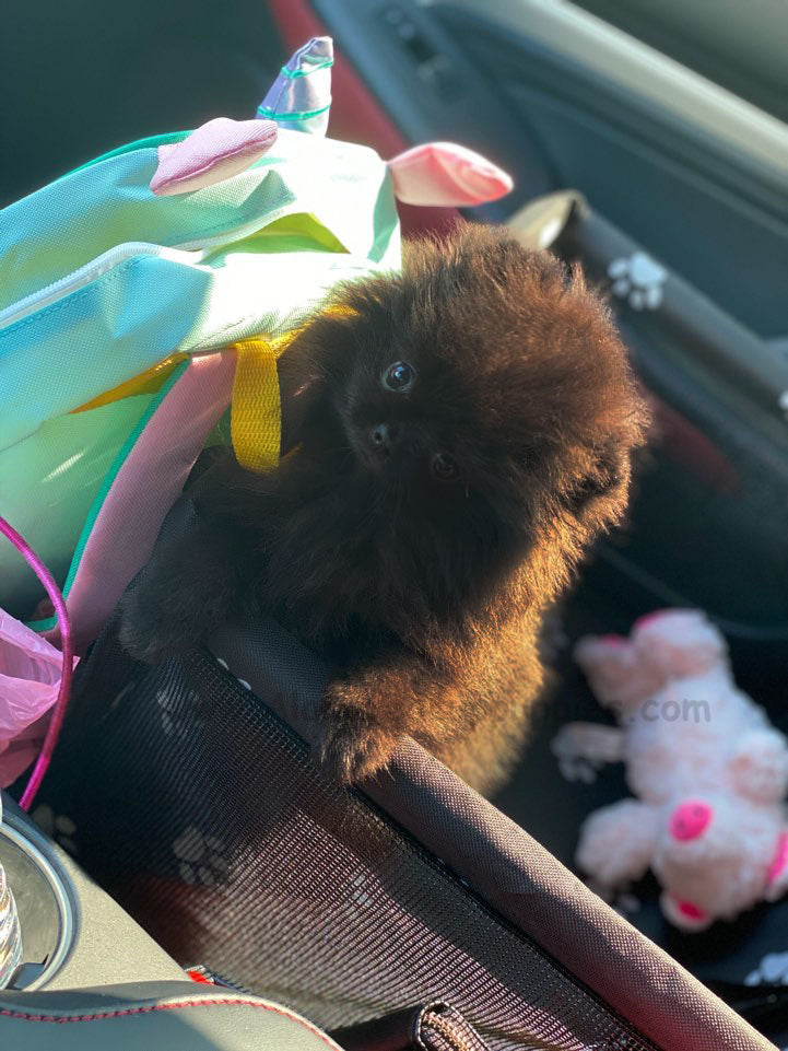 Haribo, ALOHA TEACUP PUPPIES