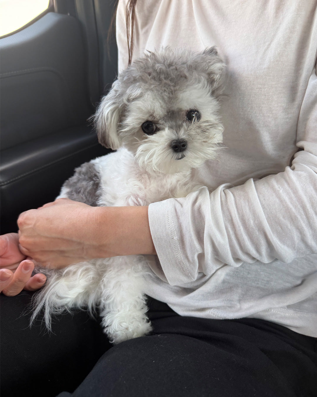 POODLE, ALOHA TEACUP PUPPIES