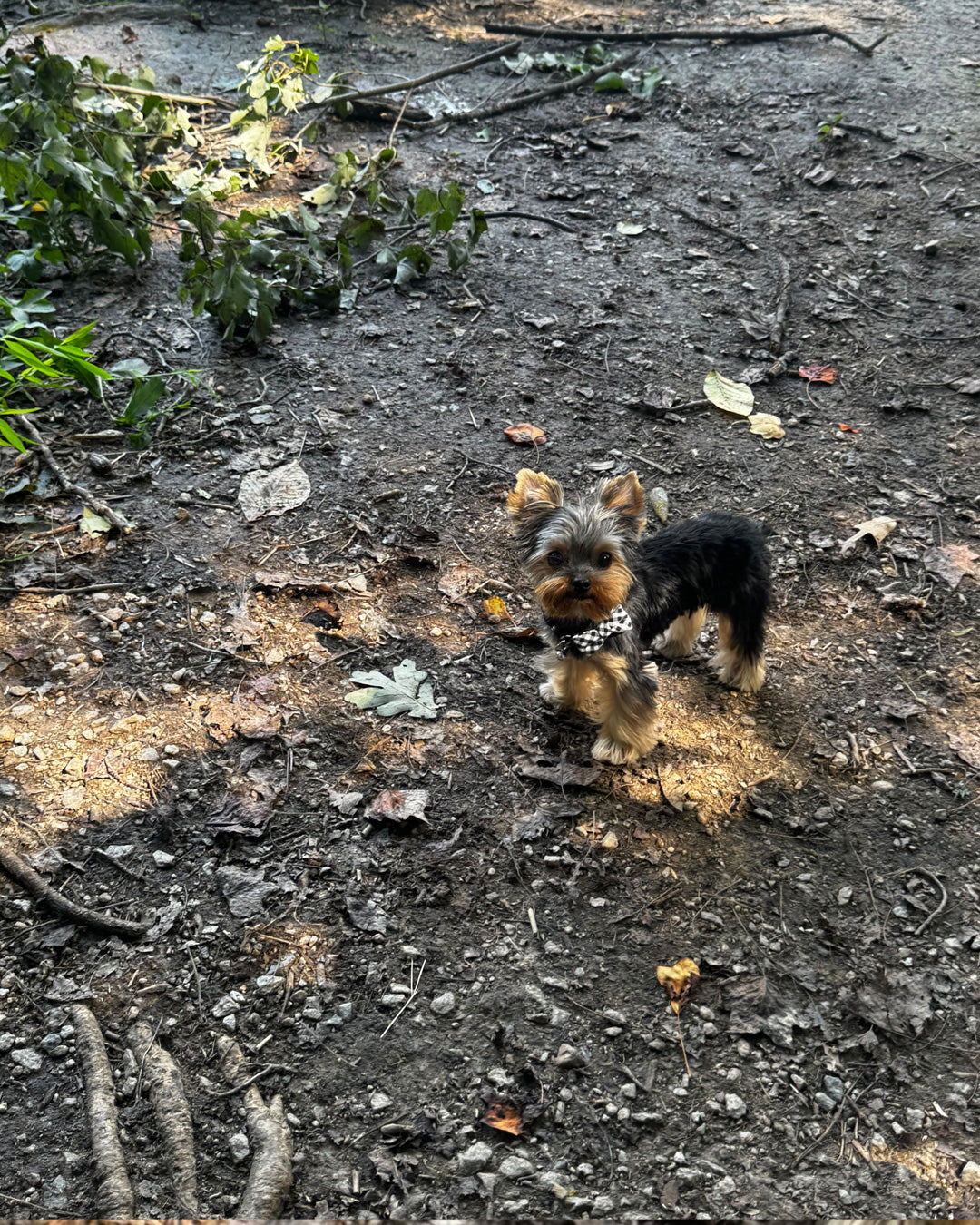 YORKIE, ALOHA TEACUP PUPPIES