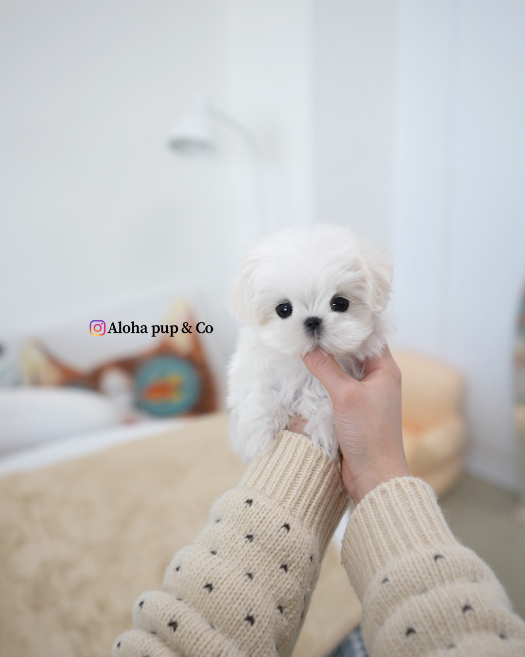 Romio [TEACUP MALTESE]