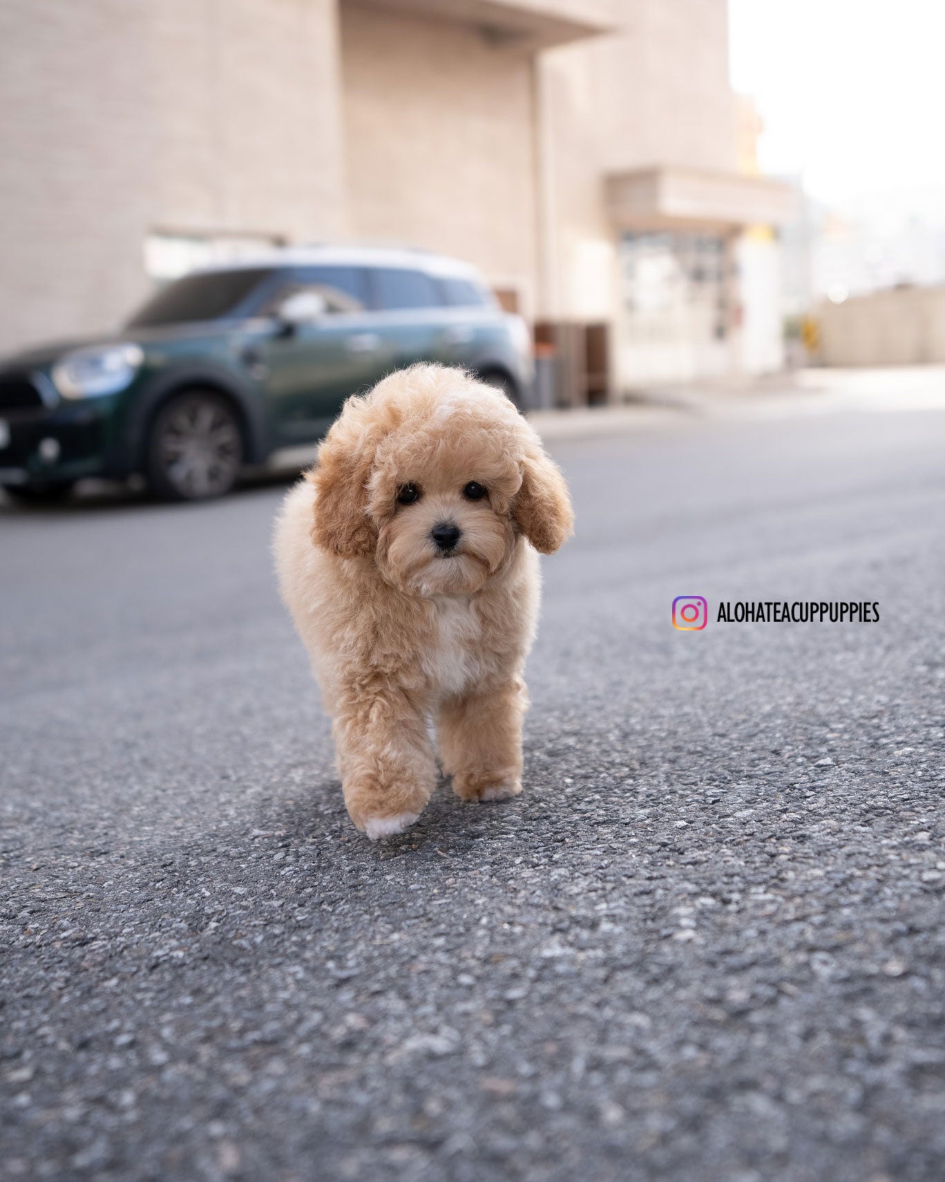 POO [MINI GOLDEN DOODLE]