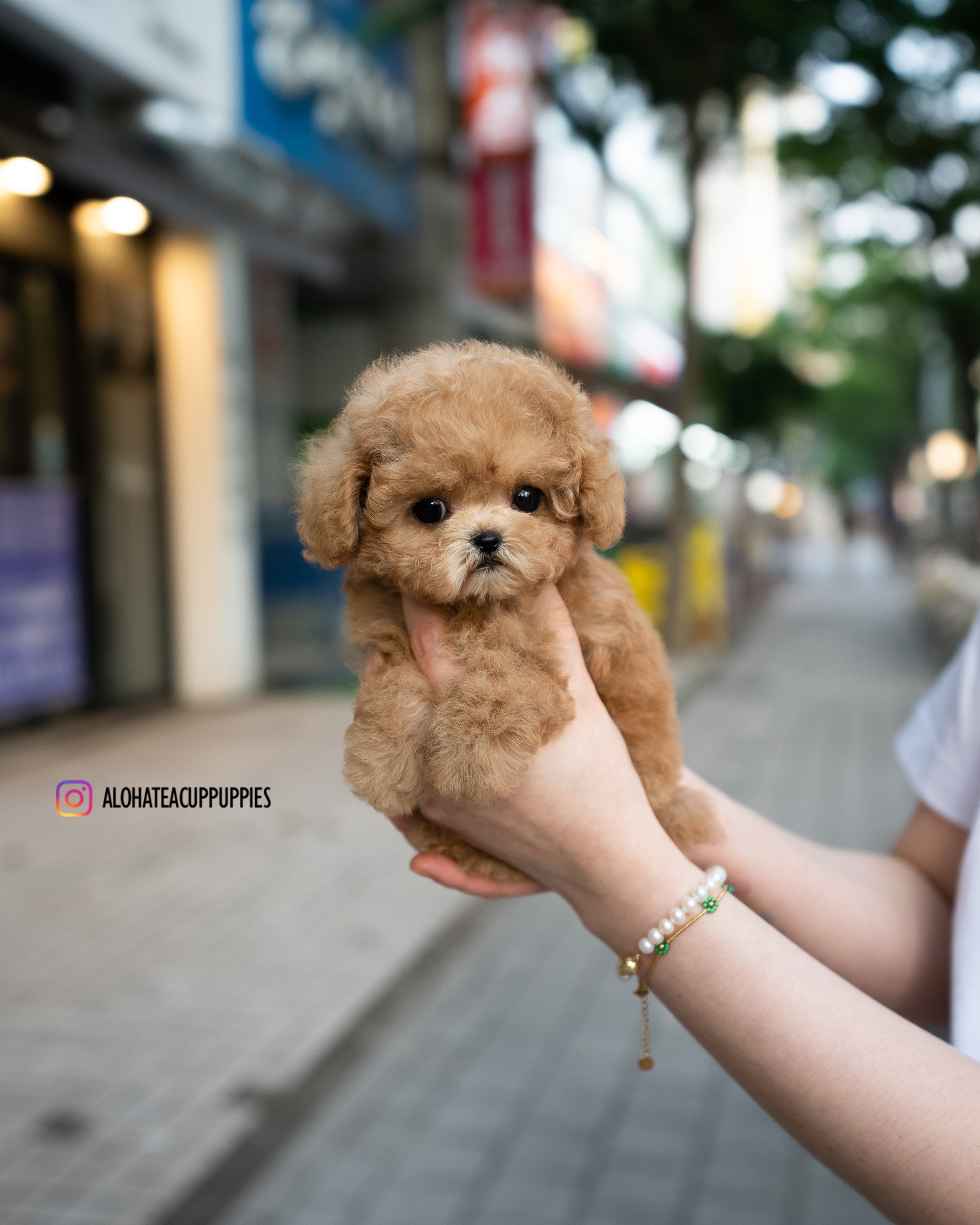 Dolly [TEACUP MALTIPOO]