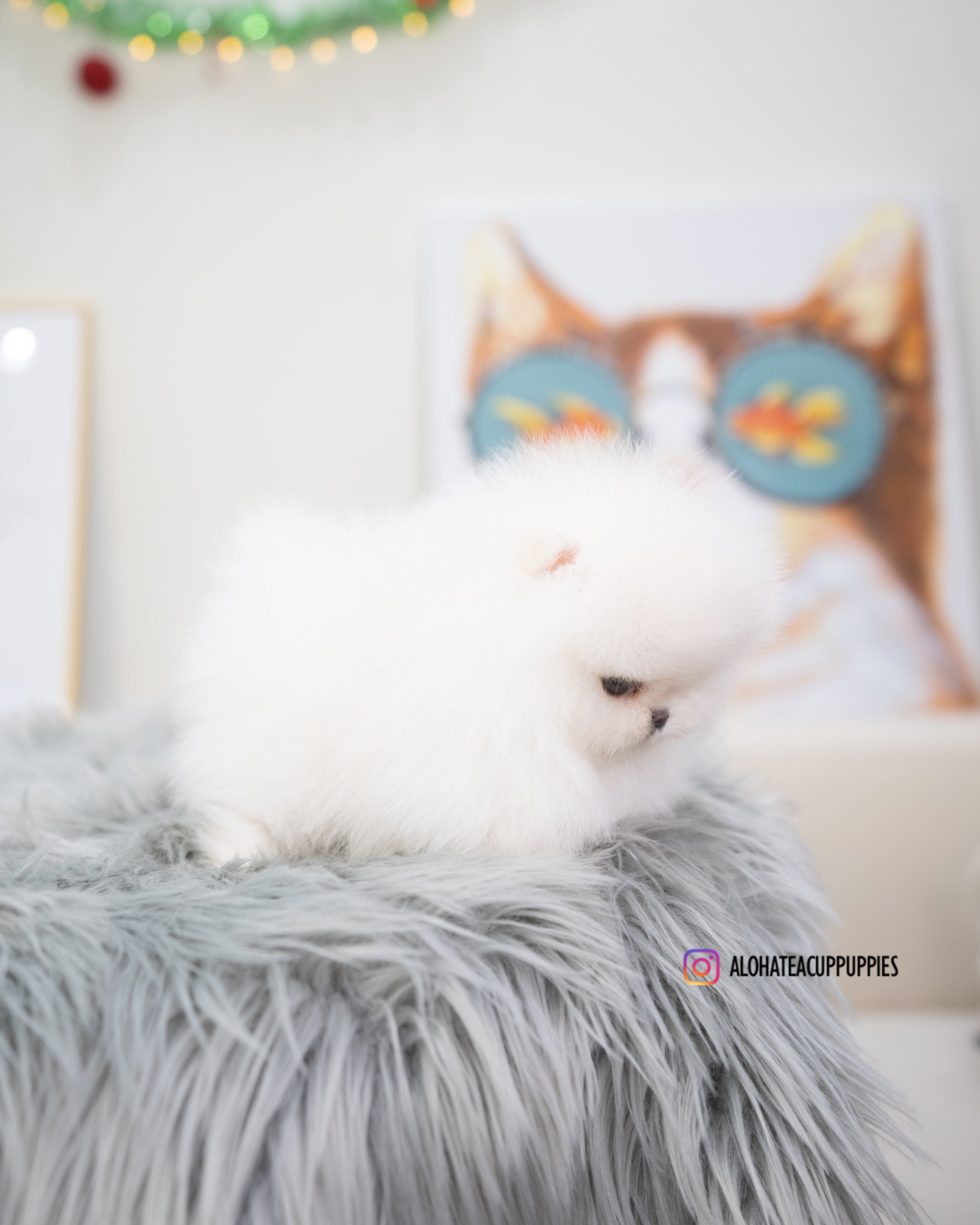 Leona [POMERANIA TAZA DE TÉ]