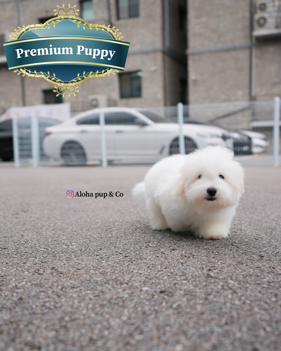 Dubu [Mini Coton de Tulear]