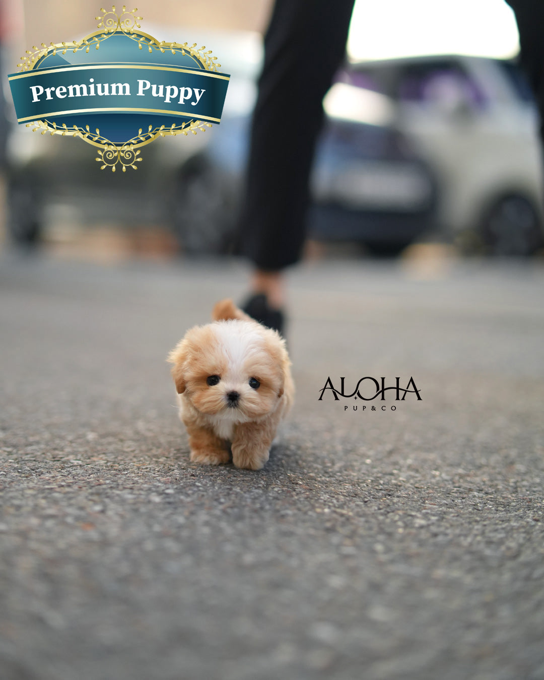Loro [MALTIPOO TOY]
