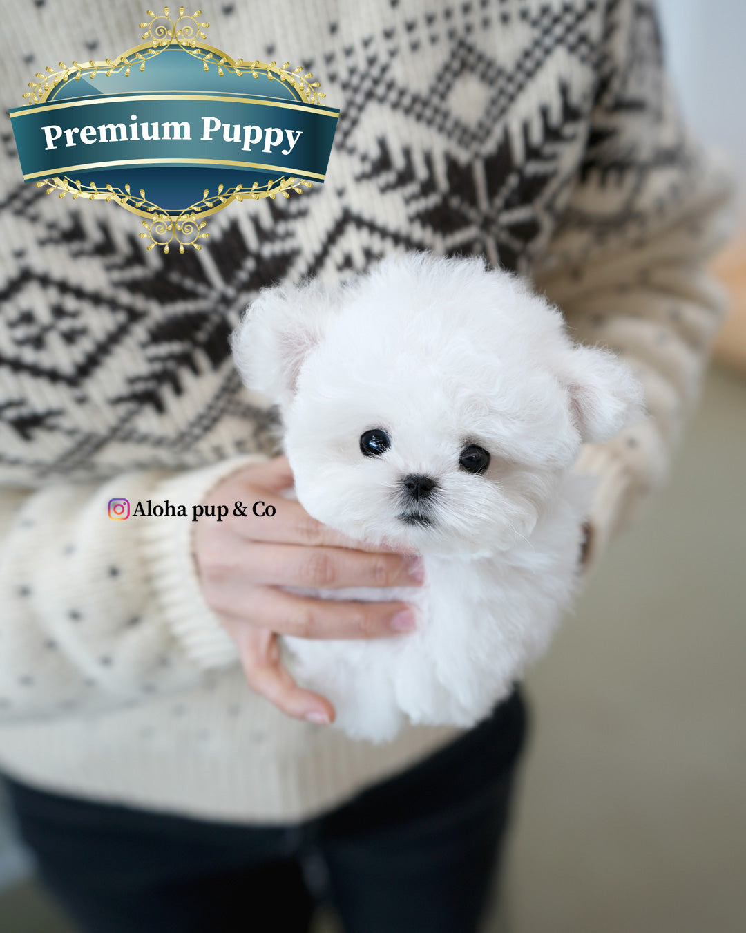 Tiny [TEACUP BICHON]