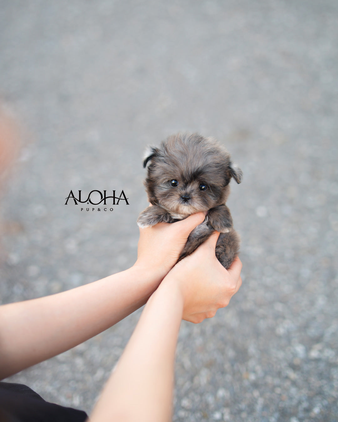 Fofo [MALTIPOO TOY]