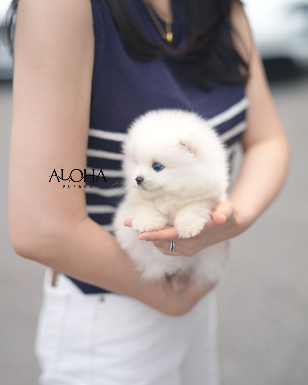 Ian [Mini POMSKY]