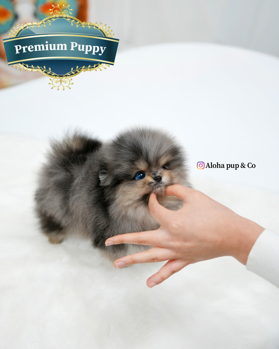 Luna [POMERANIA TAZA DE TÉ]