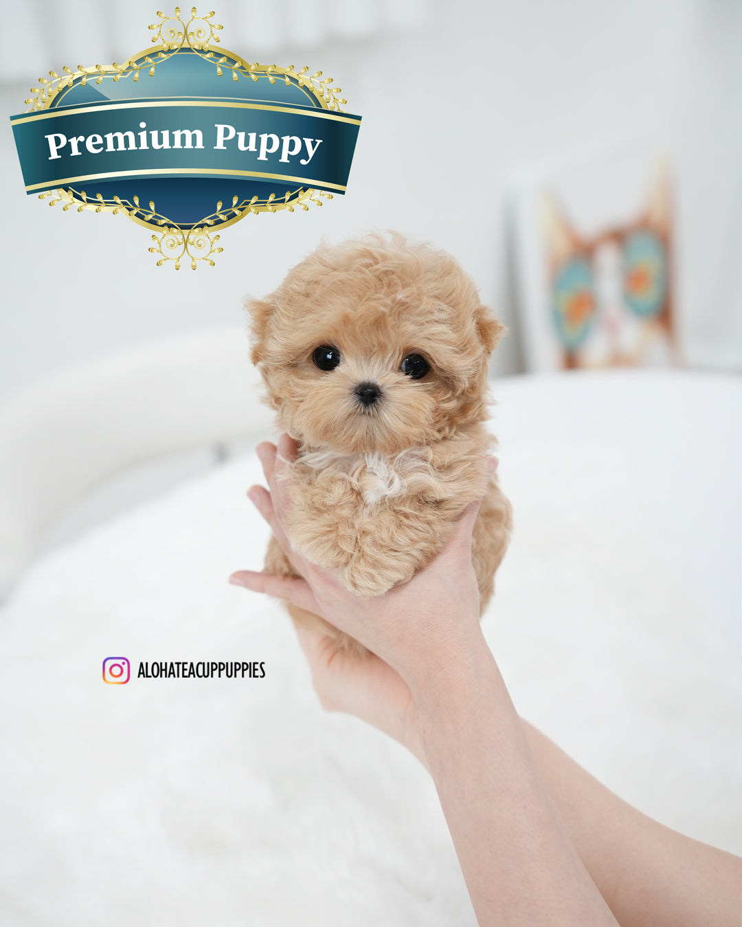 Ebony [TEACUP MALTIPOO]