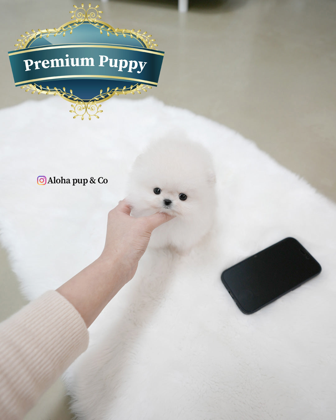 Roi [POMERANIA TAZA DE TÉ]