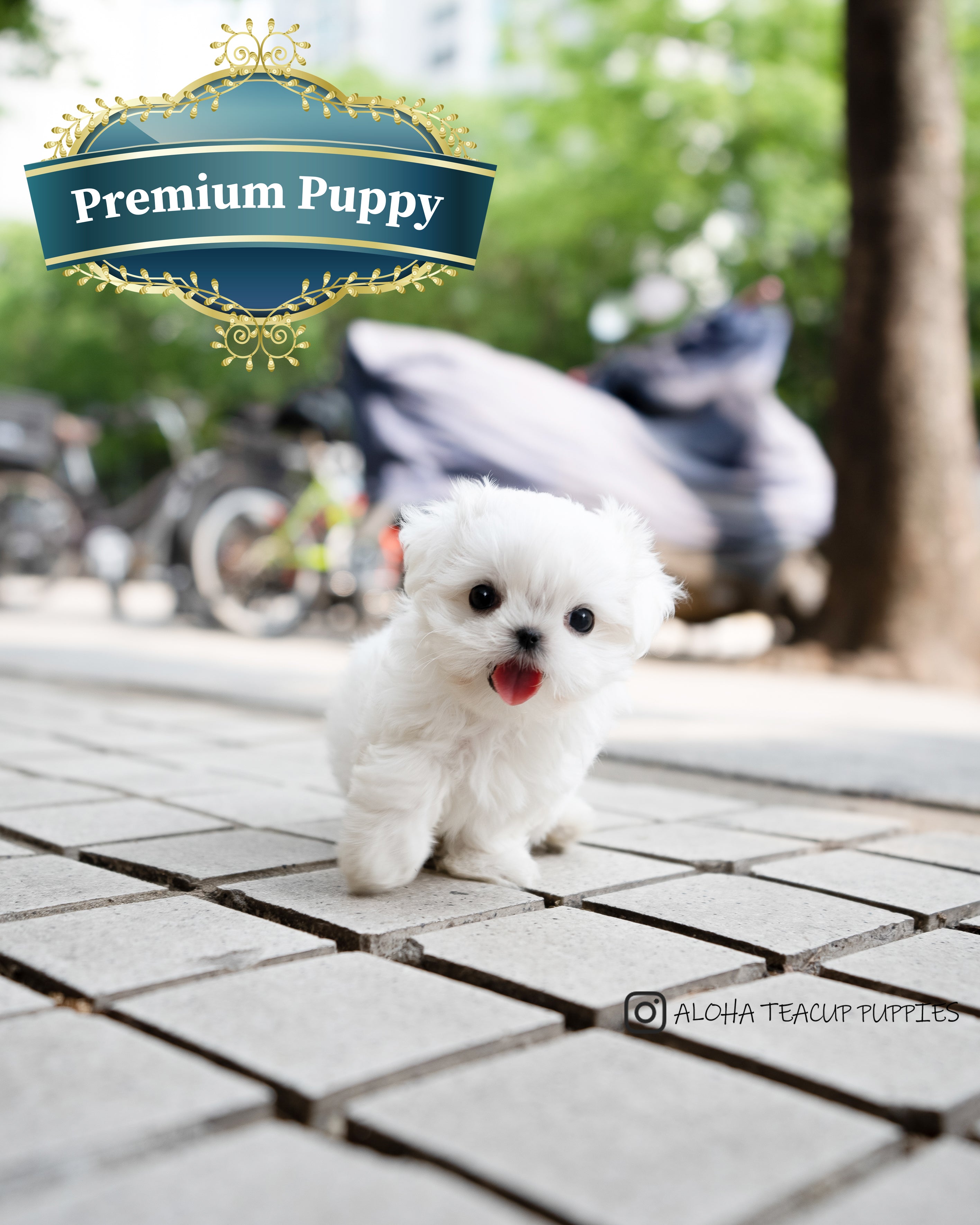 Asher [TEACUP MALTESE]