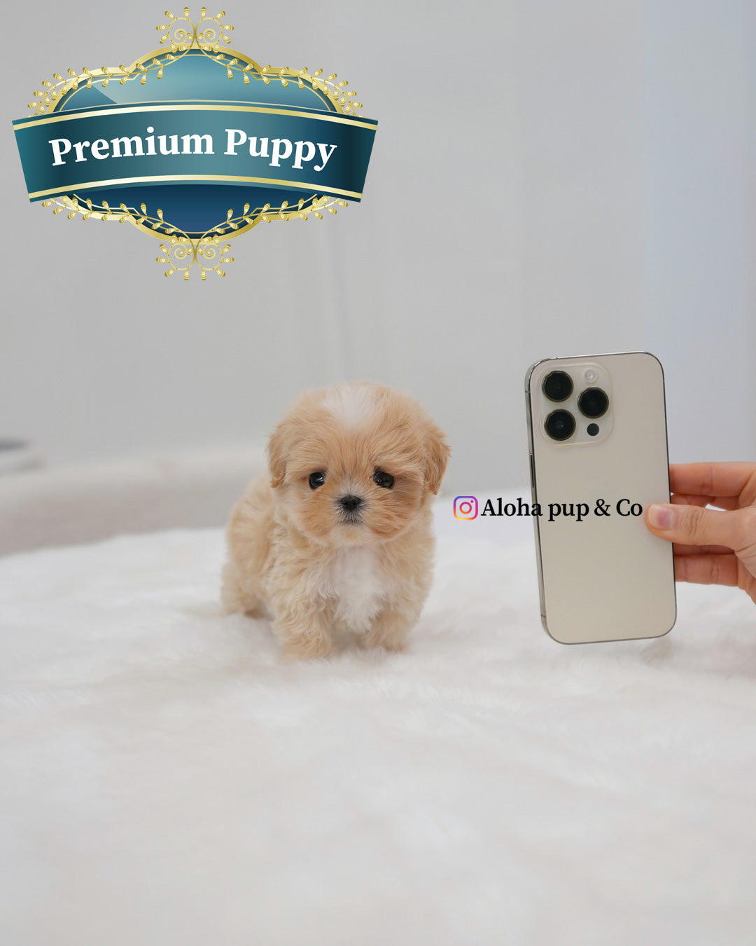 Rio [TEACUP MALTIPOO]