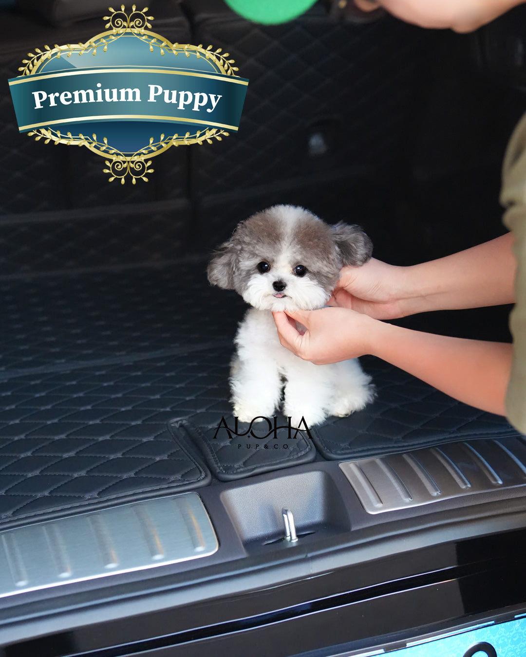 Laurent [Micro Teacup POODLE]