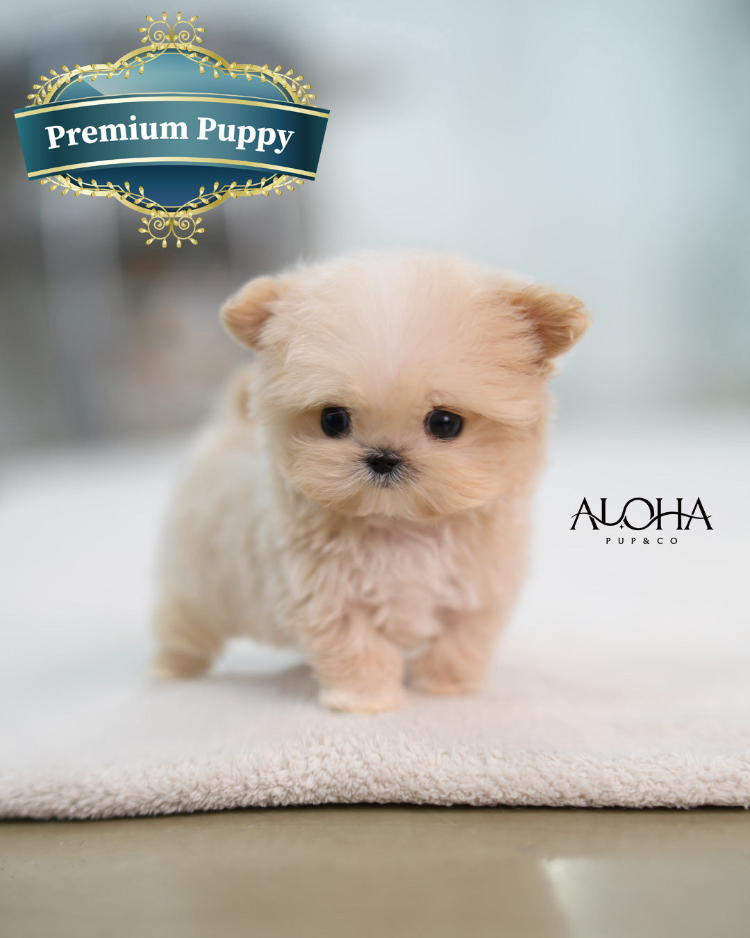 Butter [TEACUP MALTIPOO]