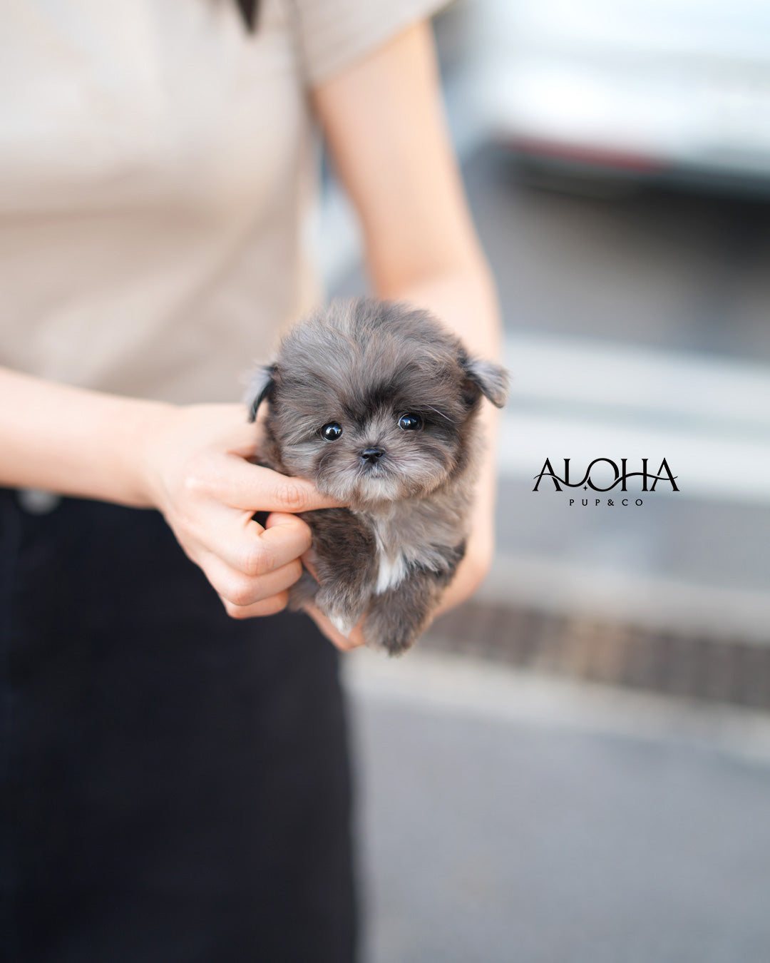 Fofo [MALTIPOO TOY]