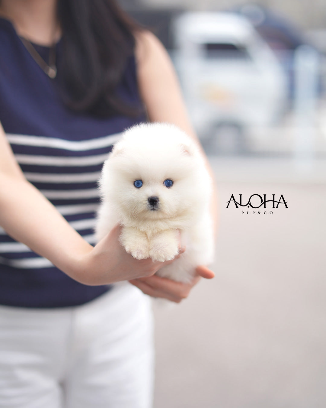 Ian [Mini POMSKY]