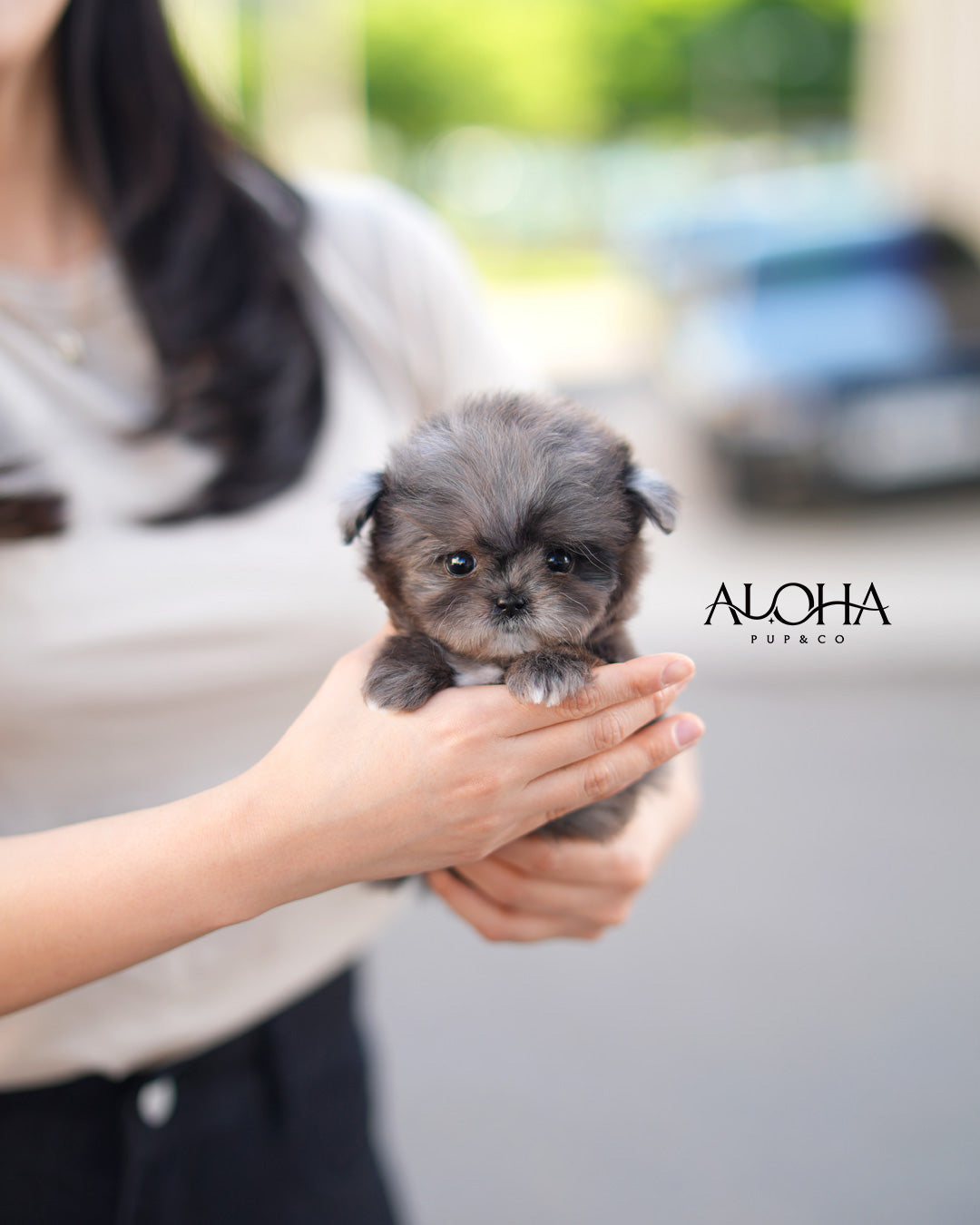 Fofo [TEACUP MALTIPOO]