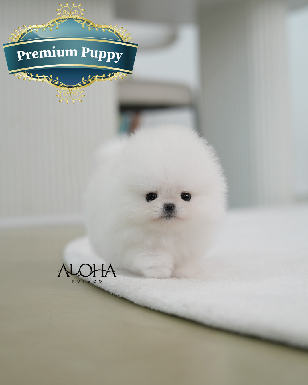 Angel [TEACUP POMERANIAN]